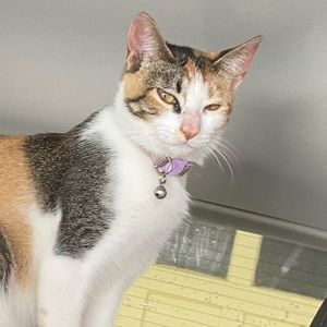 Meet your Posher, Aura